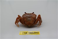 藏品(拉氏清溪蟹)的圖片